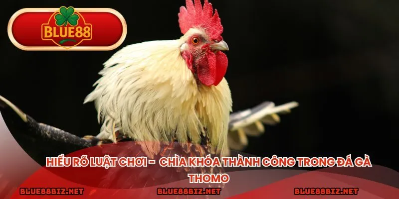Hiểu rõ luật chơi: Chìa khóa thành công trong đá gà thomo
