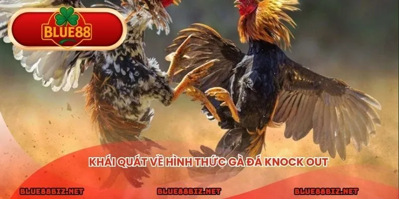 Khái quát về hình thức gà đá knock out